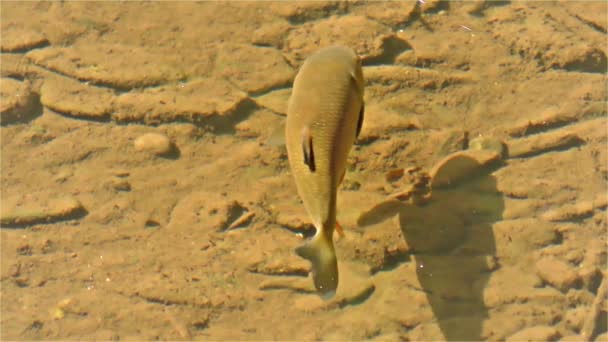 Pesce Cavedano Pesce Fiume Semotilus Cavedano Europeo — Video Stock