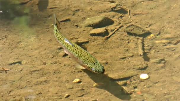 American Rainbow Trout River Fish Europe — Video