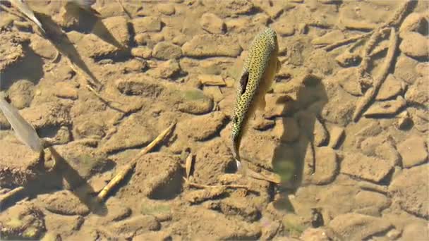 American Rainbow Trout River Fish Europe — Video