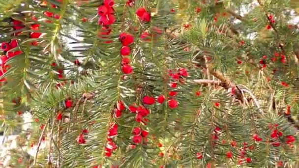 Feuilles Automne Dans Parc Baies Genévrier — Video