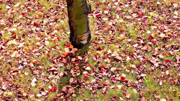 Feuilles Automne Dans Parc — Video