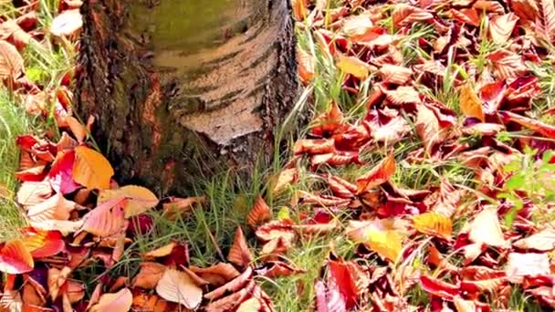 Hojas Otoño Parque — Vídeo de stock