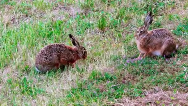Yabani Avrupalı Tavşanlar Çimenlerde Oturuyor — Stok video