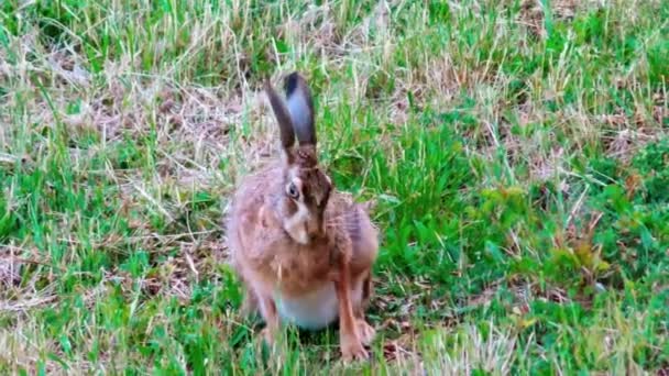 Wilde Hasen Sitzen Gras — Stockvideo