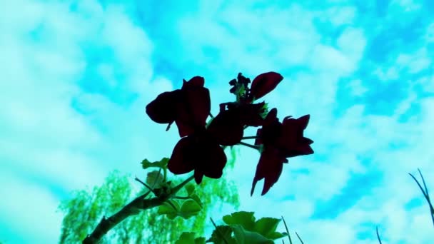 Muskaatbloem Balkon Bloemen Donkerrood — Stockvideo