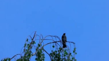 Avrupa 'nın Thrush ailesinden göçmen bir kuş bir dala çullandı.