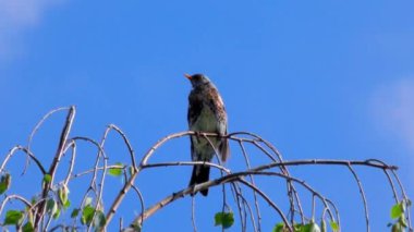 Avrupa 'nın Thrush ailesinden göçmen bir kuş bir dala çullandı.