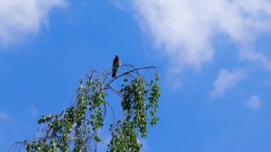 Avrupa 'nın Thrush ailesinden göçmen bir kuş bir dala çullandı.