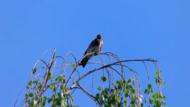 Bird Thrush Fieldfare บนสาขา นกอพยพจากครอบคร Thrush โรป — วีดีโอสต็อก