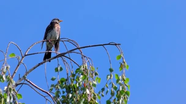 Bird Thrush Fieldfare Branch Migratory Bird Thrush Family Europe — Stock video