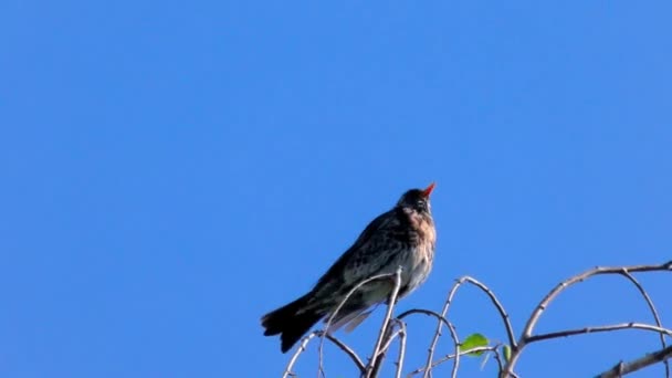 Bird Thrush Fieldfare Branch Migratory Bird Thrush Family Europe — Stock video