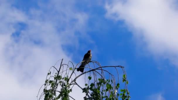 Bird Thrush Fieldfare Branch Μεταναστευτικό Πουλί Από Την Οικογένεια Thrush — Αρχείο Βίντεο