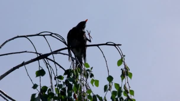 Bird Thrush Fieldfare Branch Migratory Bird Thrush Family Europa — Wideo stockowe