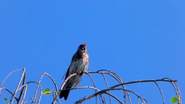 Bird Thrush Fieldfare บนสาขา นกอพยพจากครอบคร Thrush โรป — วีดีโอสต็อก