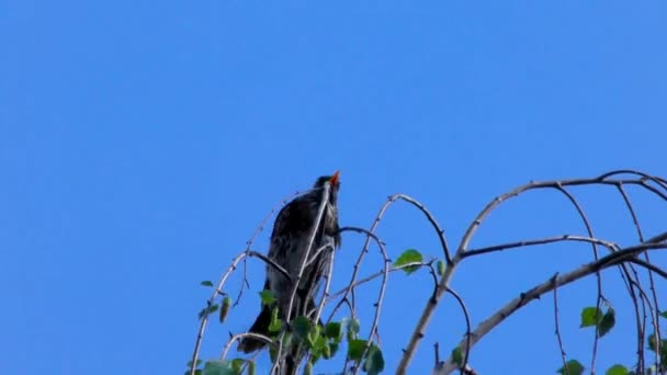Vogeldrossel Auf Einem Zweig Zugvogel Aus Der Familie Der Drosseln — Stockvideo