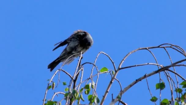 Bird Thrush Fieldfare Branch Uccello Migratore Della Famiglia Thrush Europa — Video Stock