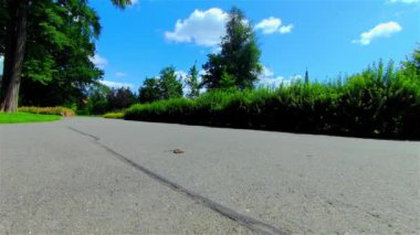 Yazın Açık Şehir Parkı, Ağaçlar ve Bitkiler, Avrupa, CZ, Prostejov