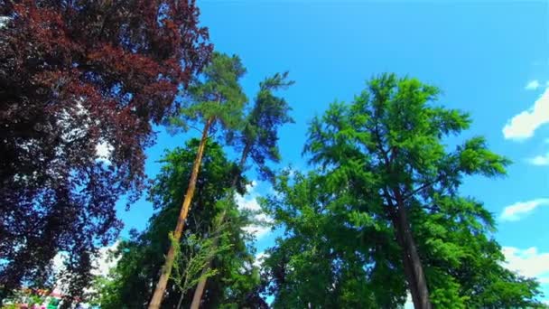 Открытый Городской Парк Летом Деревья Растения Европа Чехия Простеёв — стоковое видео
