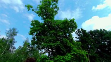 Yazın Açık Şehir Parkı, Ağaçlar ve Bitkiler, Avrupa, CZ, Prostejov