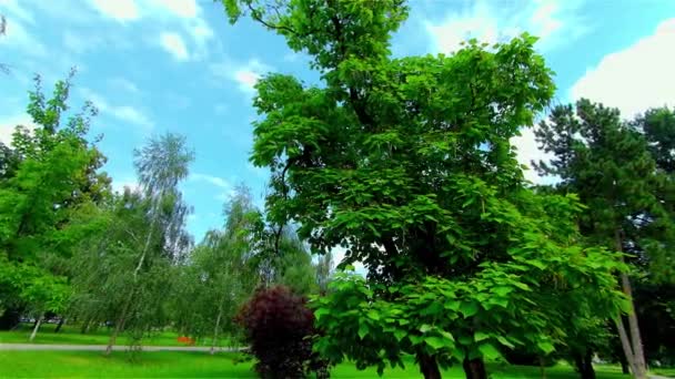 Offener Stadtpark Sommer Bäume Und Pflanzen Europa Prostejov — Stockvideo