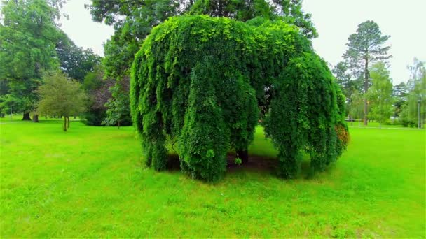 Öppen Stadspark Sommar Träd Och Växter Europa Prostejov — Stockvideo