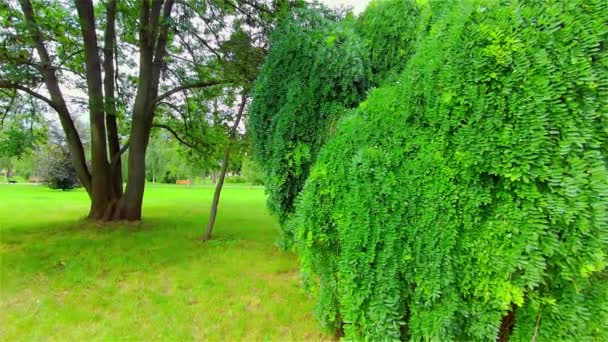 Nyitott Városliget Nyáron Fák Növények Európa Csehország Prostejov — Stock videók