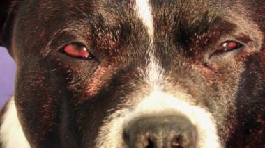 Staffordshire Boğa Teriyeri, Kadın Köpek, Yakın plan