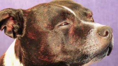 Staffordshire Boğa Teriyeri, Kadın Köpek, Yakın plan