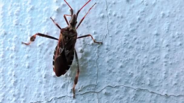Small Beetle Climbs Perpendicular Cement Wall — Stok Video