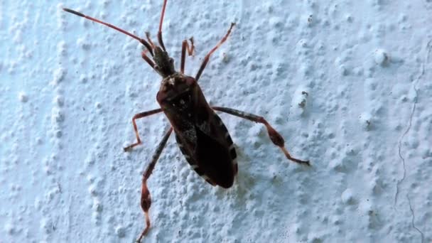 Small Beetle Climbs Perpendicular Cement Wall — Stock Video