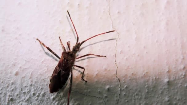Pequeño Escarabajo Sube Por Muro Cemento Perpendicular — Vídeo de stock