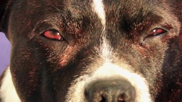 Staffordshire Bull Terrier Vrouwelijke Hond Close — Stockvideo