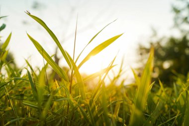 Gün batımının ışığı yaprakların arasından görünüyor.