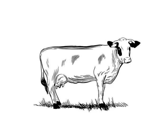 Vaca Estilo Gráfico Imagem Desenho Mão Ilustração Vetorial Estilo Cartoon — Vetor de Stock