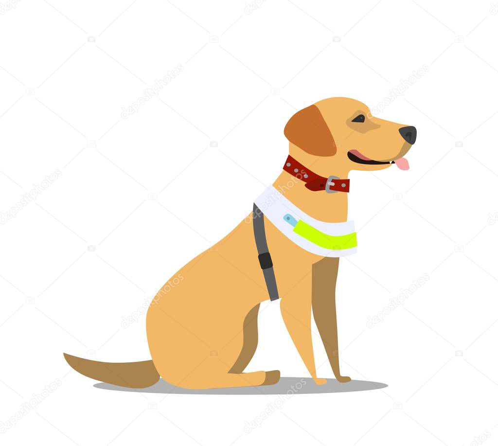 Guide dog, specially trained seeing eye for a blind person, flat cartoon vector illustration isolated on white background. Flat cartoon Labrador guide dog for blind people