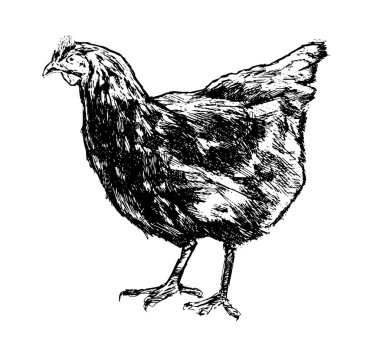 Tavuk, tavuk çizimi. Kümes hayvanları çiftliği konsepti. Çizilmiş vintage vektör illüstrasyon