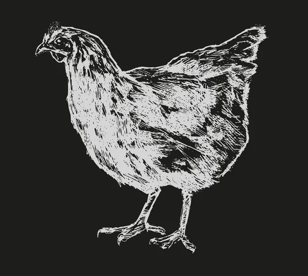 Kyckling, höna skiss. Hönseri koncept. Ritade Vintage vektor illustration — Stock vektor