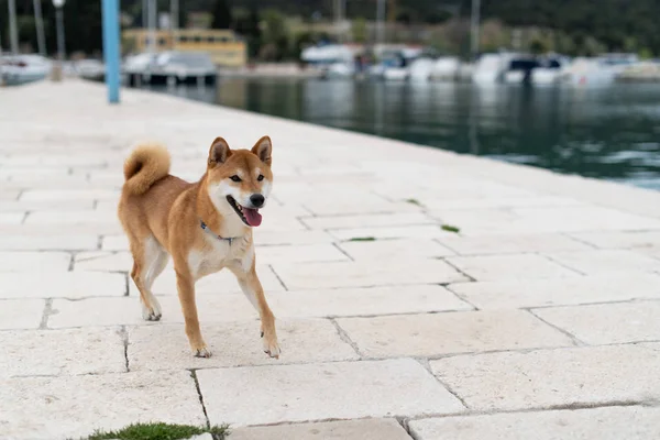 Japanese Shiba Inu Pure Breed Dog — Stock Photo, Image