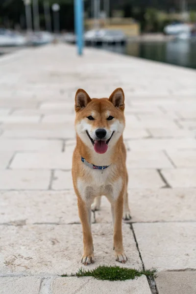 Japonês Shiba Inu Raça Pura Cão — Fotografia de Stock