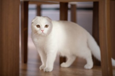 Beyaz İskoç fold yavru kedi