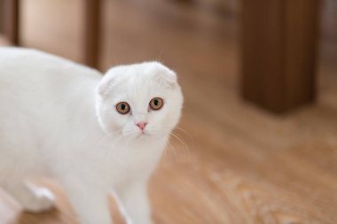 Beyaz İskoç fold yavru kedi