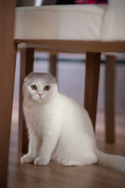 Beyaz İskoç fold yavru kedi