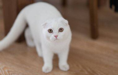 Beyaz İskoç fold yavru kedi