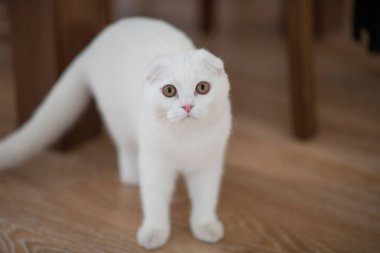 Beyaz İskoç fold yavru kedi