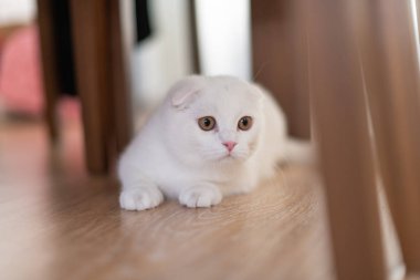 Beyaz İskoç fold yavru kedi