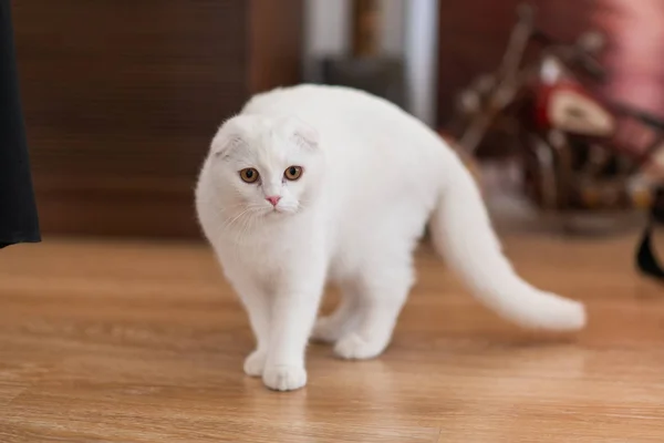 Branco escocês dobra gatinho — Fotografia de Stock