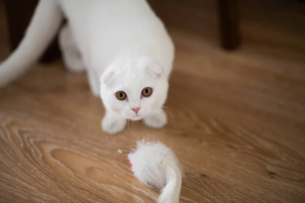White scottish fold kitten — Stock Photo, Image