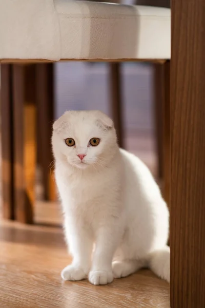 Chaton pliant écossais blanc — Photo