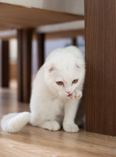 Chaton pliant écossais blanc — Photo