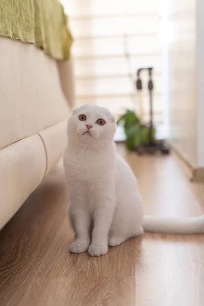 Blanco escocés pliegue gatito — Foto de Stock